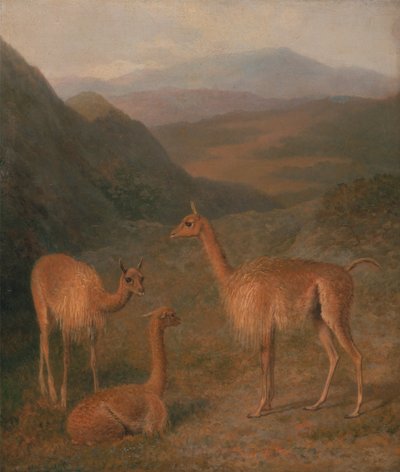 Vicunas by Jacques Laurent Agasse
